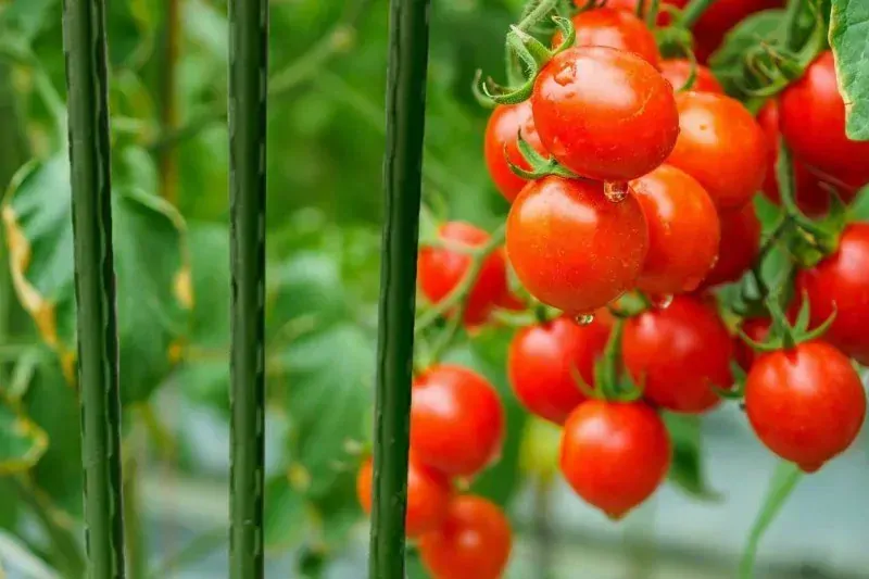 Garlist TG opěrná tyč rostlin 11 mm x 1,8 m